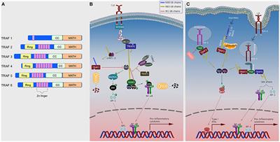 The Evolving Role of TRAFs in Mediating Inflammatory Responses